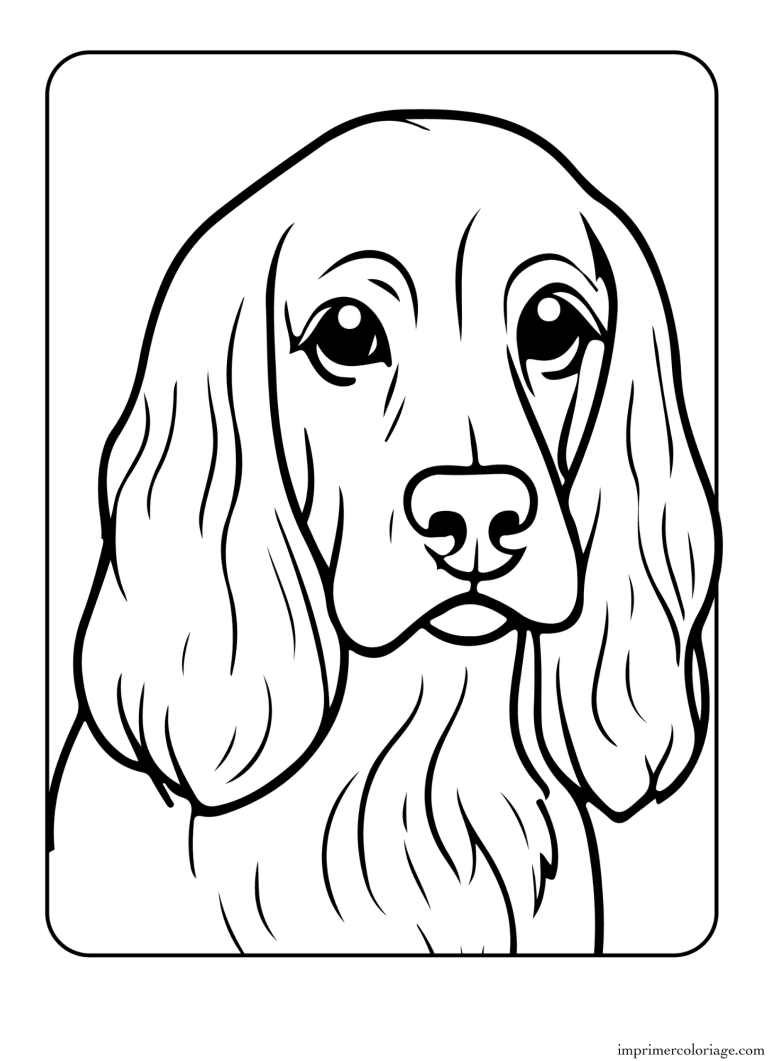 Coloriage cocker - dessin gratuit &agrave; imprimer