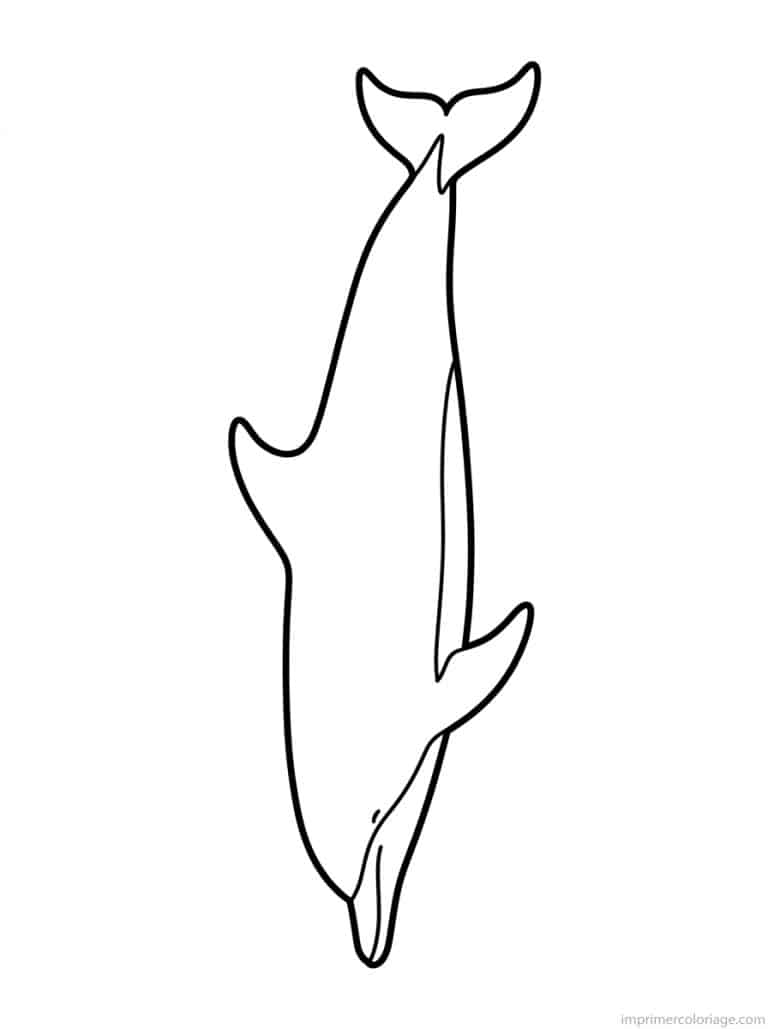 coloriage dauphin plonge vertical - dessin gratuit &agrave; imprimer