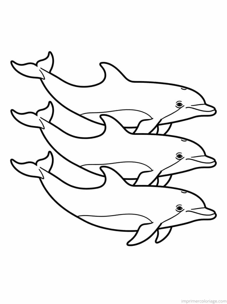 coloriage dauphin trio formation - dessin gratuit &agrave; imprimer