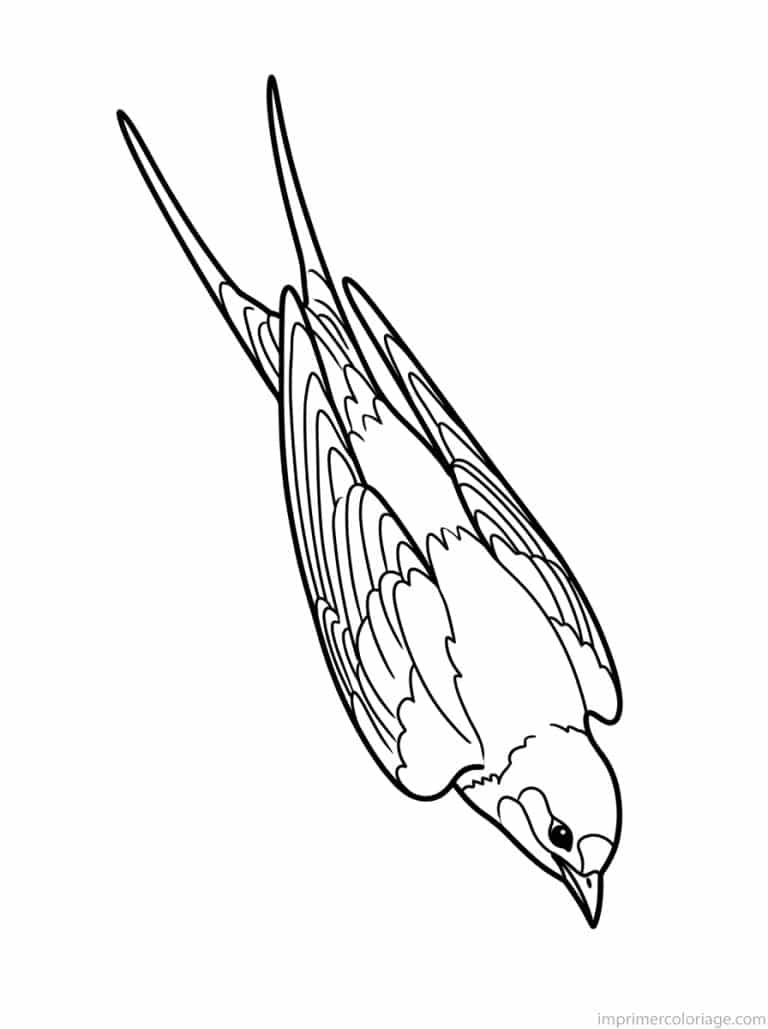 coloriage hirondelle pique plongeon - dessin gratuit &agrave; imprimer