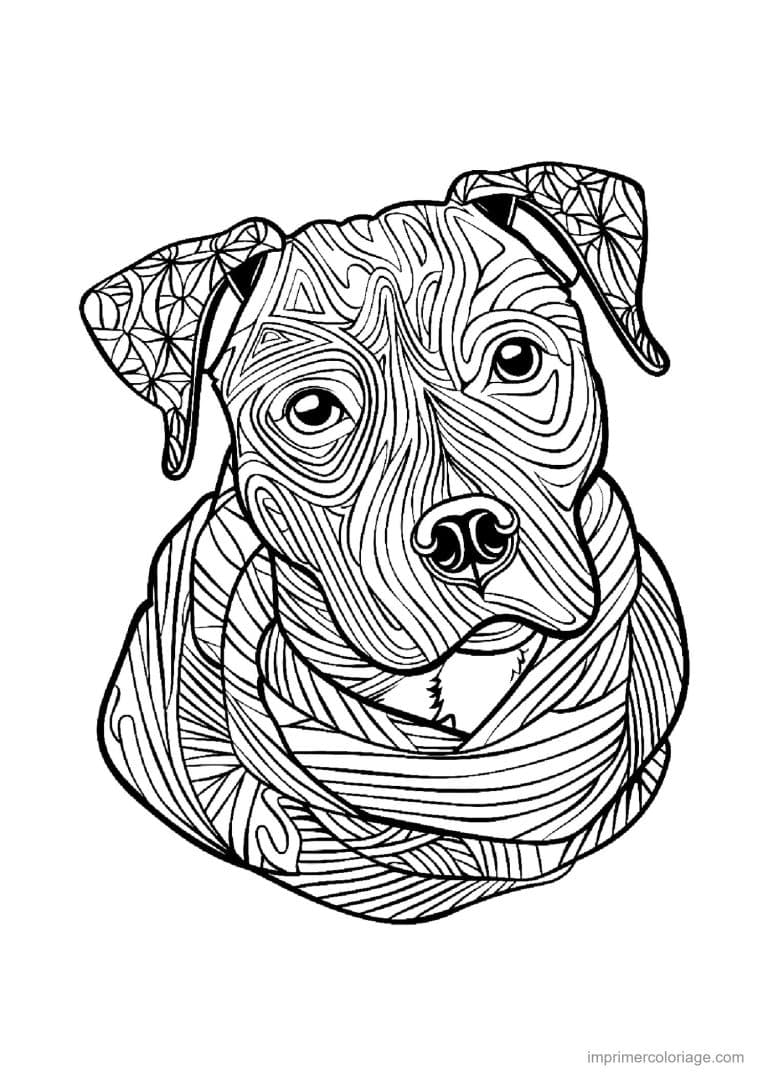 coloriage mandala chien pitbull 2 - dessin gratuit &agrave; imprimer
