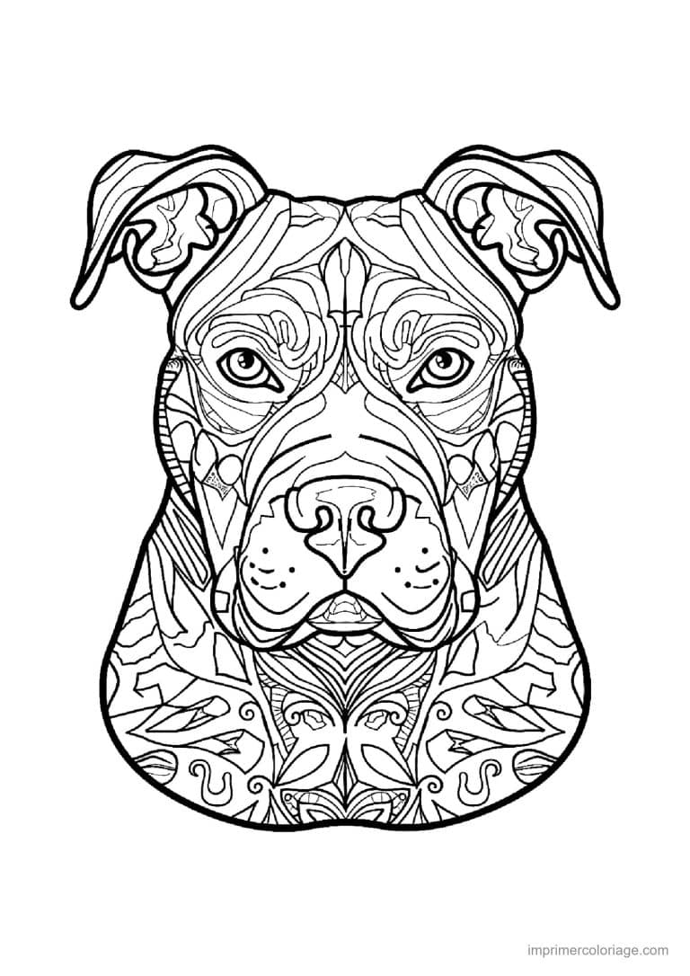 coloriage mandala chien pitbull - dessin gratuit &agrave; imprimer