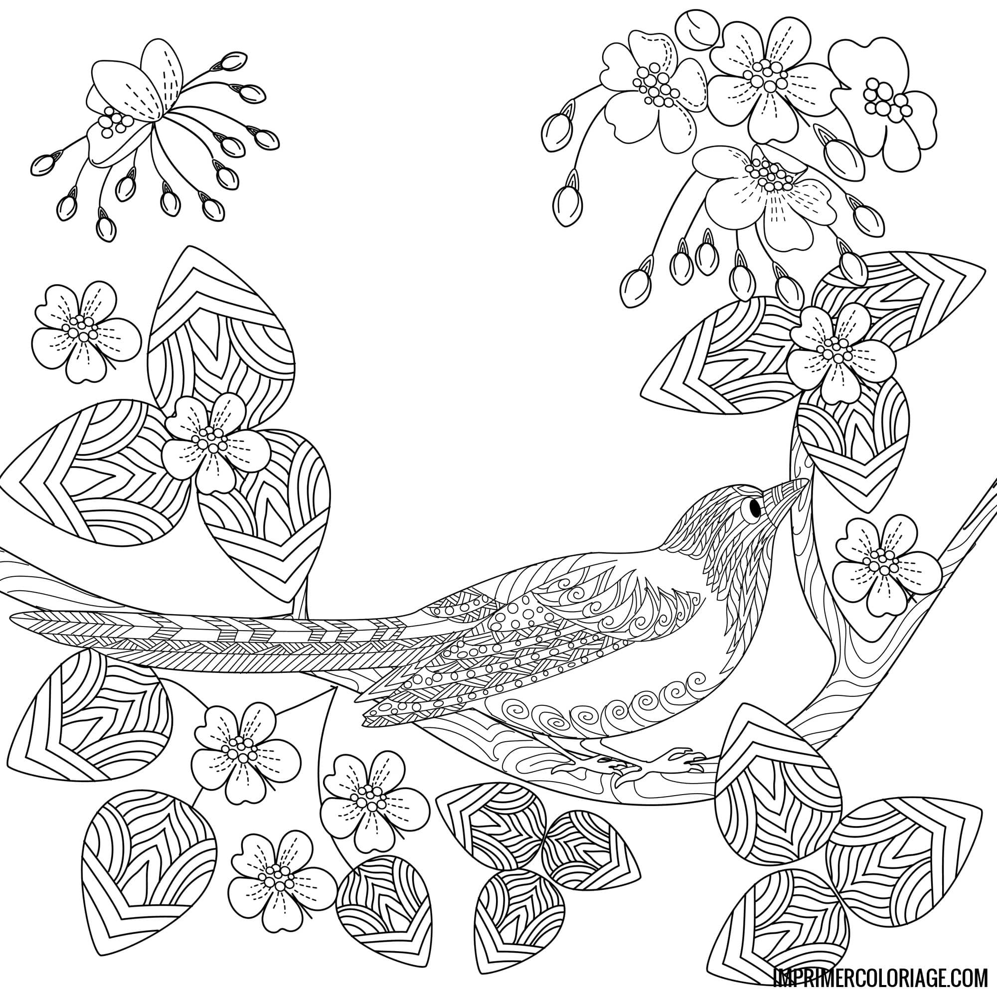 Coloriage Oiseau Mandala Imprimer Coloriage