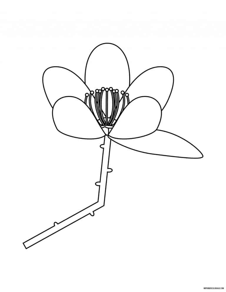 coloriage de fleur 38 - dessin gratuit &agrave; imprimer