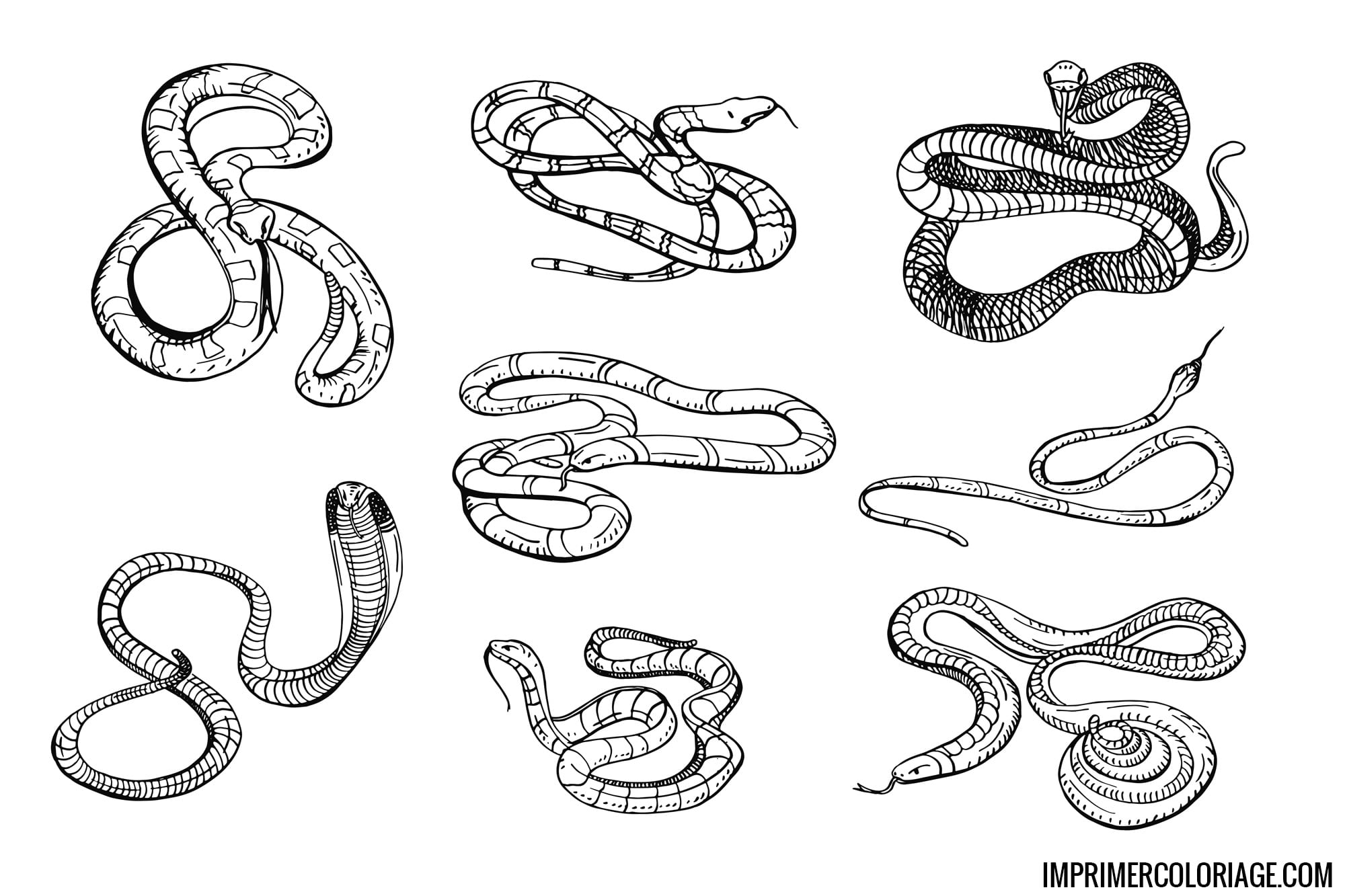 Coloriages De Serpents Coloriage Serpent Nos Dessins Imprimer Coloriages De Serpents Coloriage Serpent Nos Dessins Imprimer