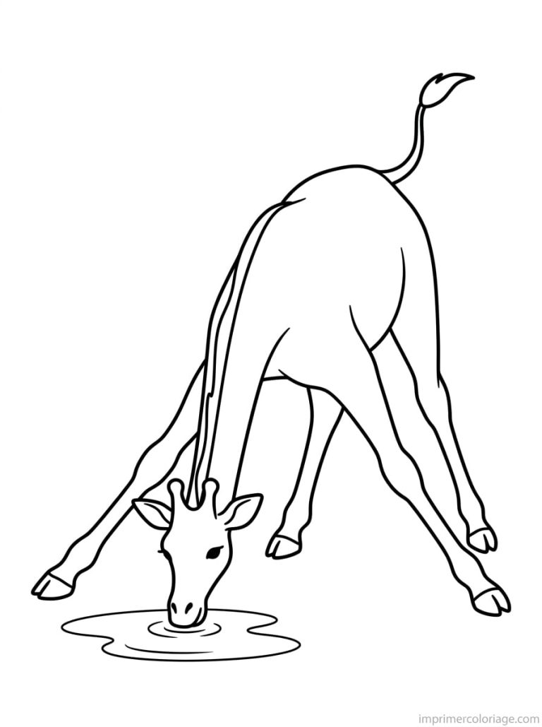 coloriage girafe boit pattes ecartees - dessin gratuit &agrave; imprimer