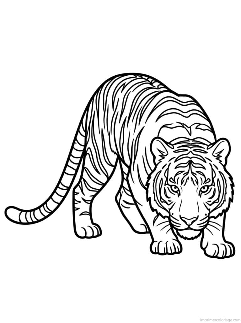 coloriage tigre affut chasse - dessin gratuit &agrave; imprimer
