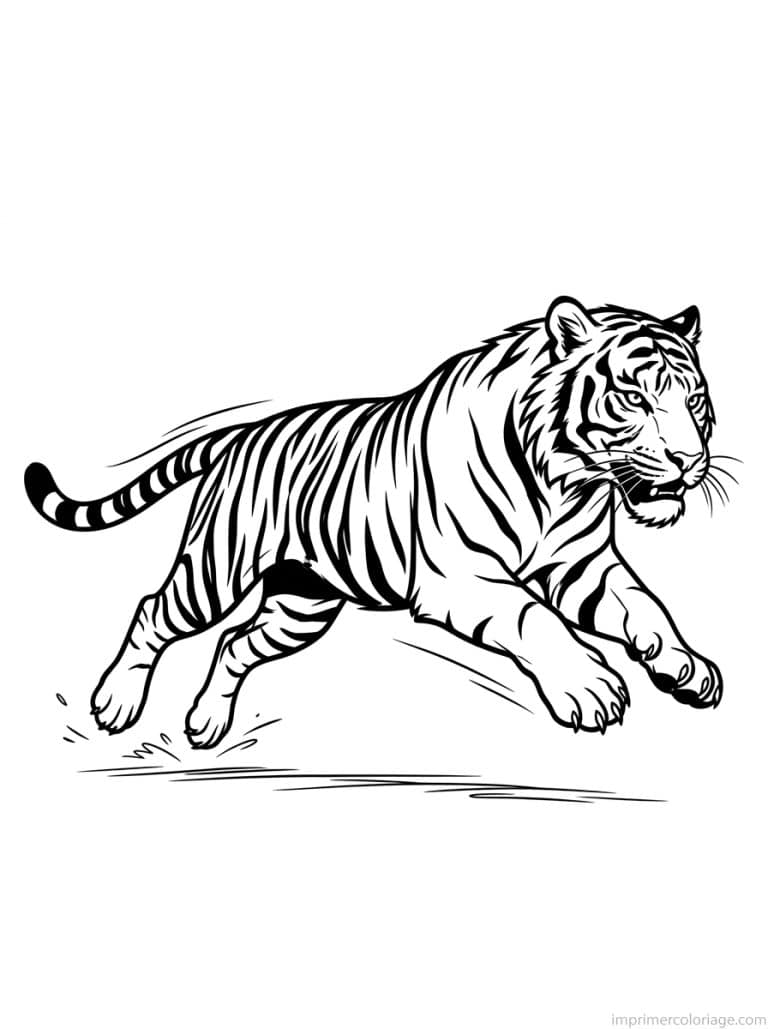 coloriage tigre galop vitesse - dessin gratuit &agrave; imprimer
