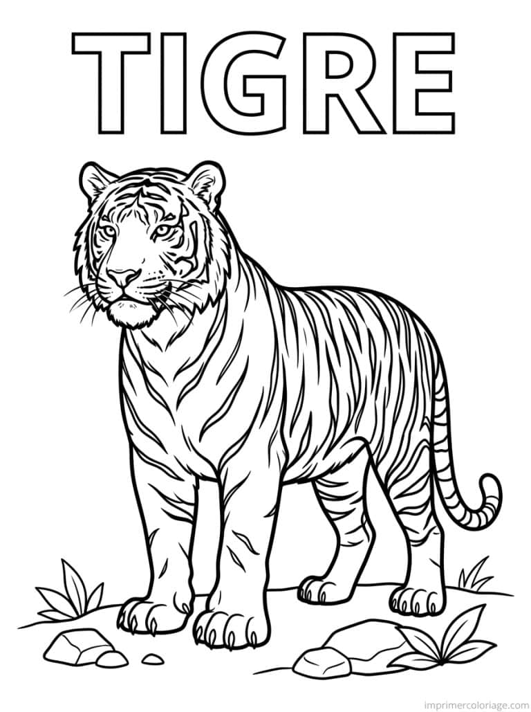 coloriage tigre titre haut - dessin gratuit &agrave; imprimer