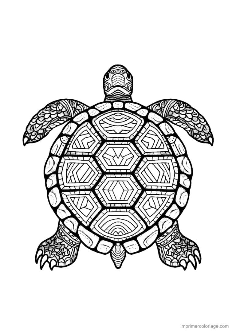 coloriage tortue mandala 02 - dessin gratuit &agrave; imprimer