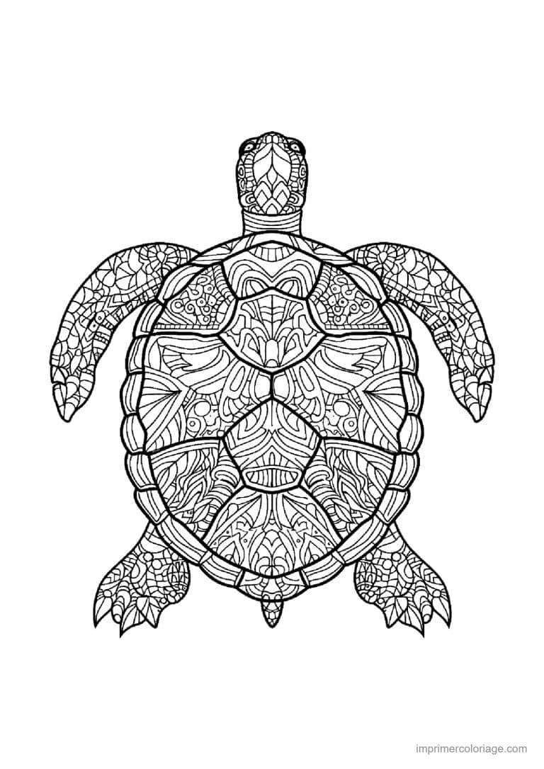 coloriage tortue mandala 03 - dessin gratuit &agrave; imprimer