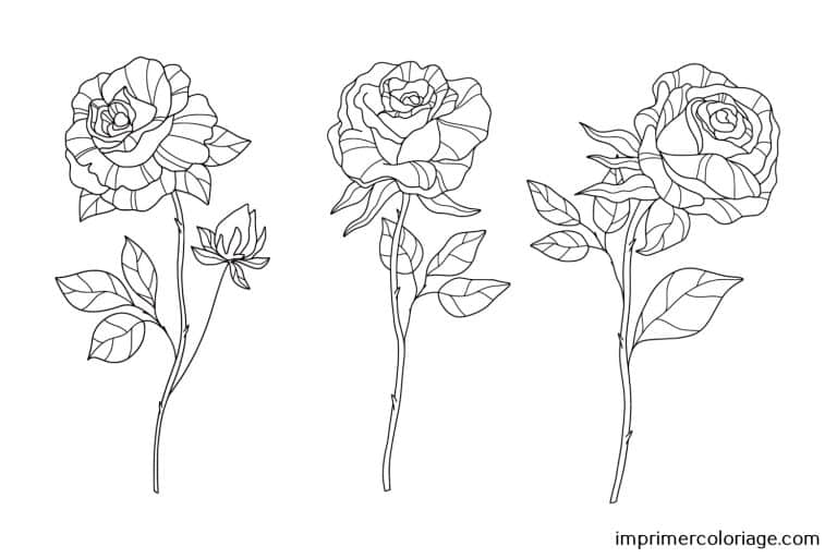 Coloriage de 3 roses St Valentin 3 Roses de St Valentin à imprimer et colorier