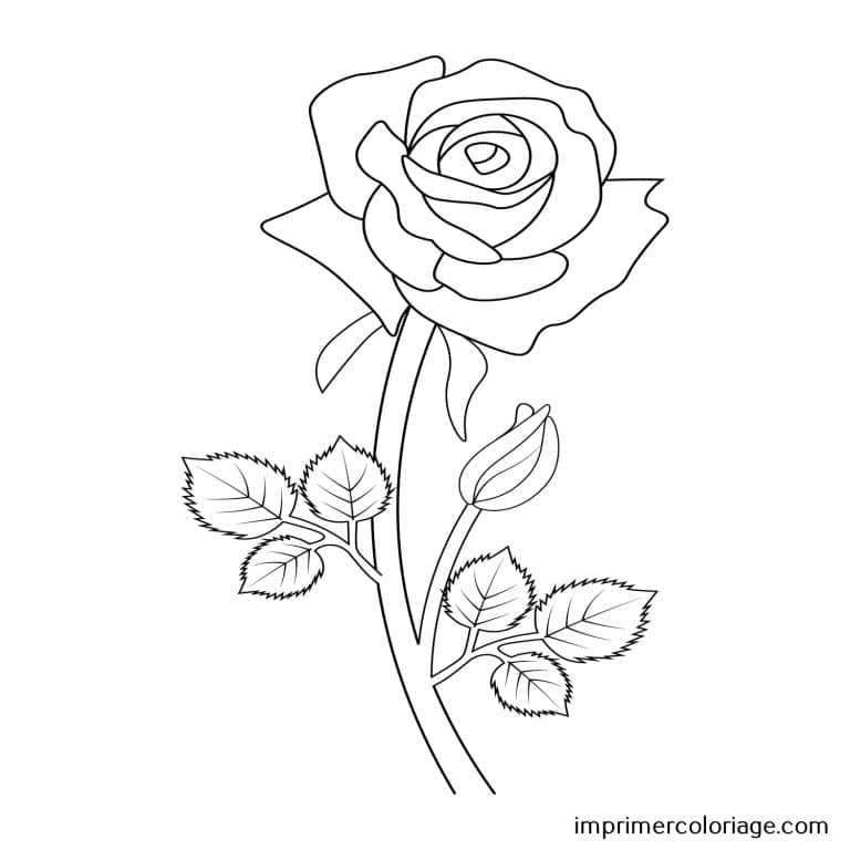 Coloriage de rose St Valentin seule Rose seule de St Valentin à imprimer et colorier