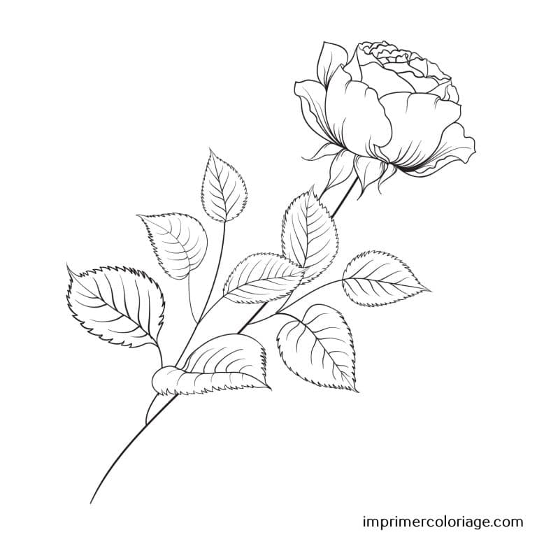 Coloriage de rose rouge St Valentin Rose rouge de St Valentin à imprimer et colorier