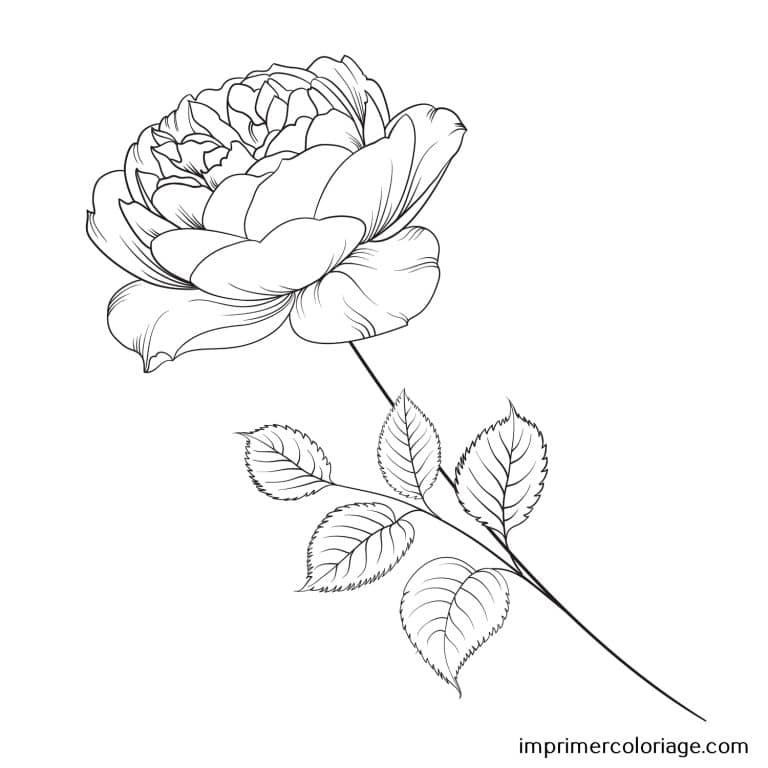 Coloriage de rose jolie St Valentin Rose jolie de St Valentin à imprimer et colorier