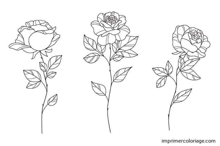 Coloriage enfant de rose St Valentin Rose de St Valentin à imprimer et colorier pour enfant