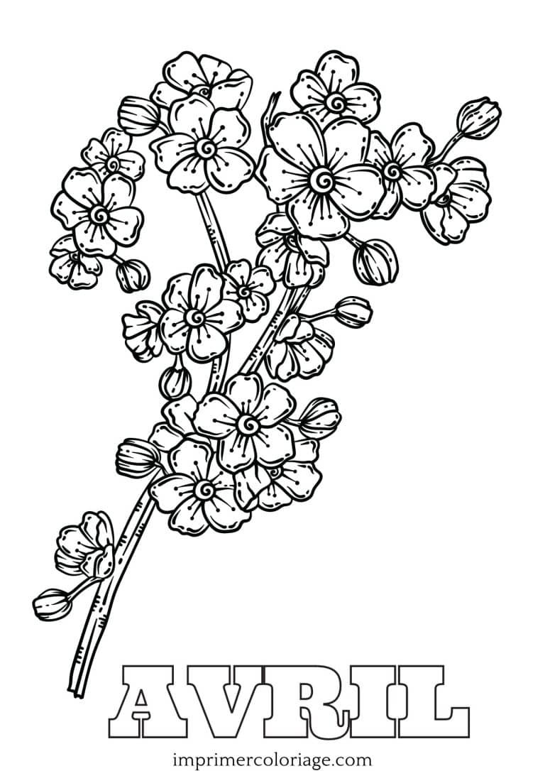 Coloriage rose trémière avril Coloriage rose trémière avril à imprimer