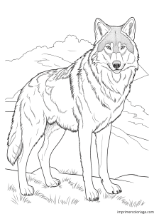 Coloriage grand loup montagne - dessin gratuit à imprimer
