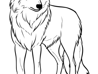 Coloriage loup blanc à imprimer Coloriage loup blanc - dessin gratuit à imprimer