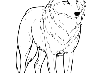 Coloriage loup sauvage à imprimer Coloriage loup sauvage - dessin gratuit à imprimer