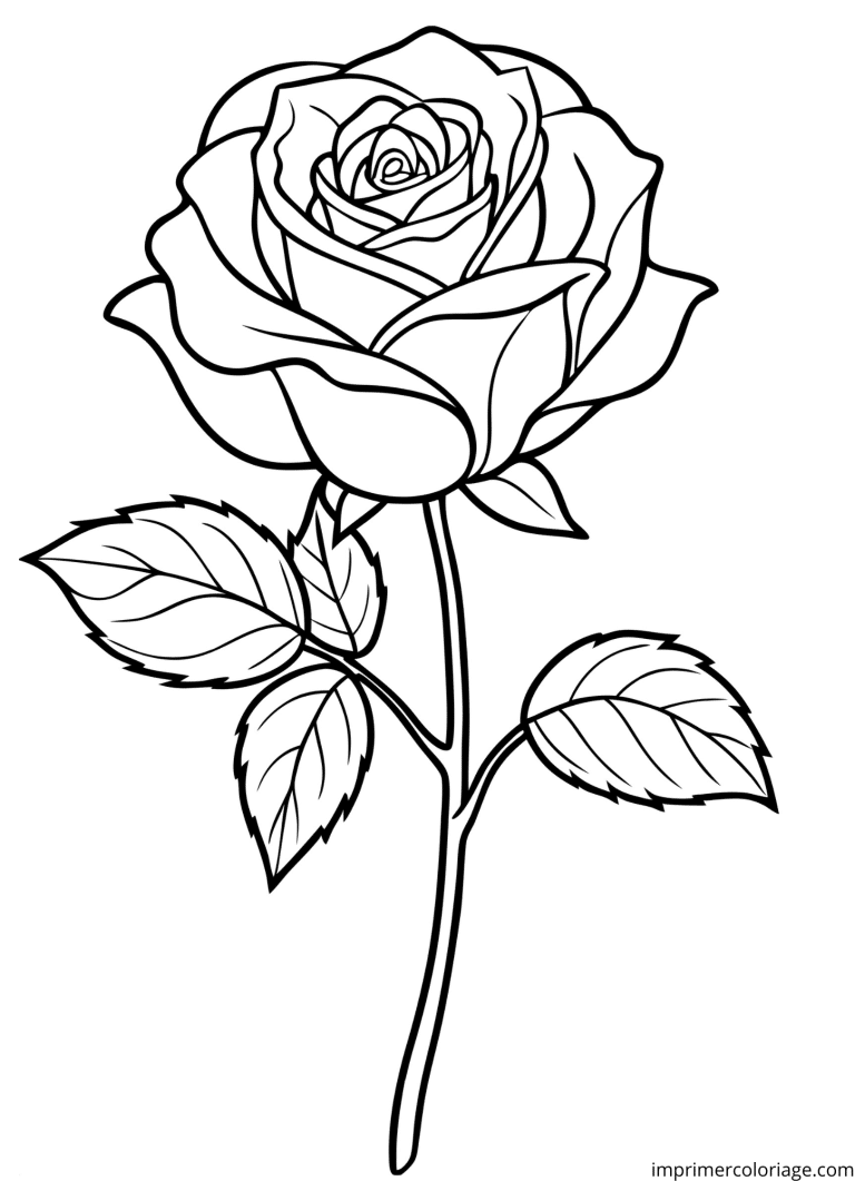 Coloriage de jolie rose rouge à imprimer Coloriage de jolie rose rouge - dessin gratuit à imprimer