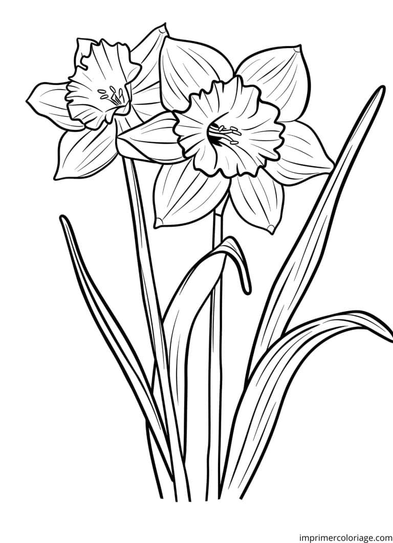 Coloriage de jonquille - dessin gratuit &agrave; imprimer