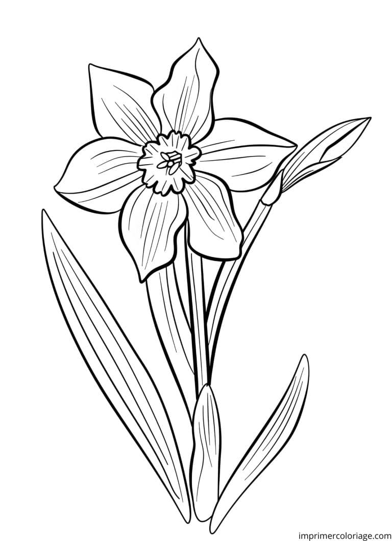 Coloriage de jonquille au printemps - dessin gratuit &agrave; imprimer