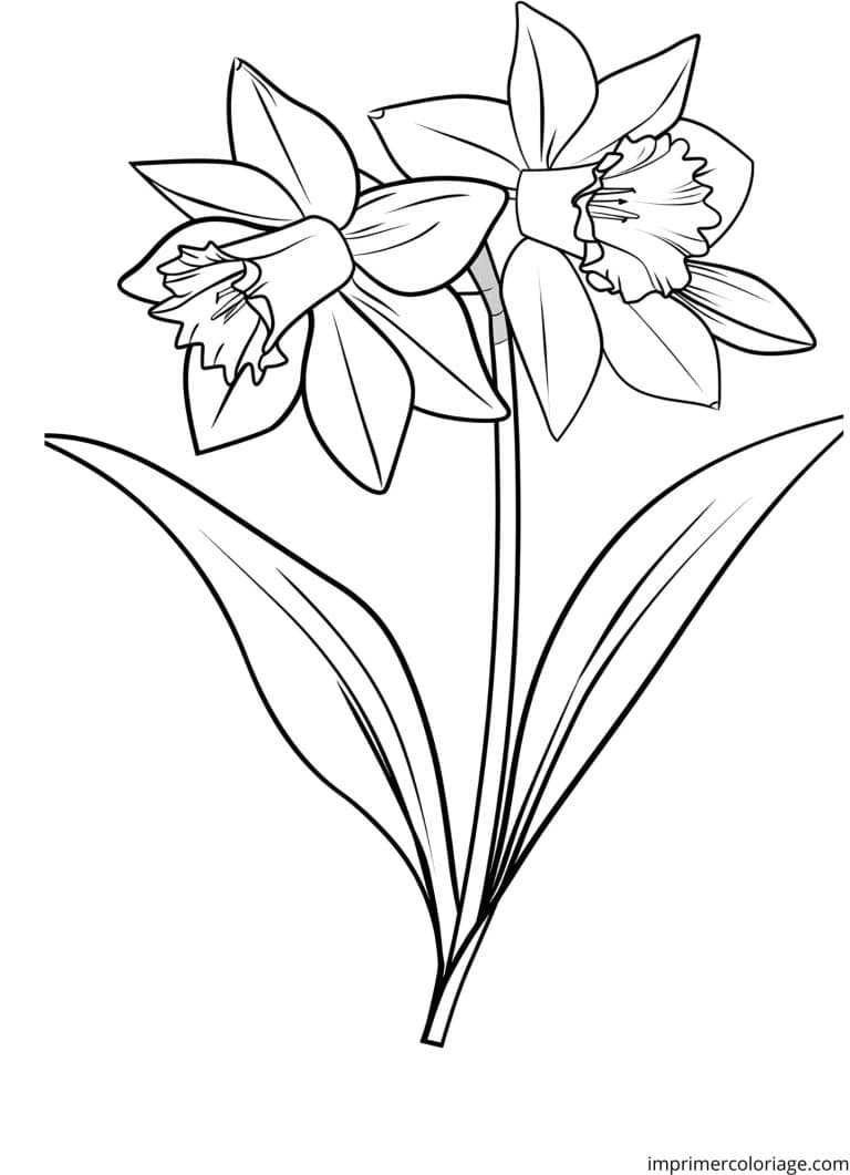 Coloriage de jonquille de la for&ecirc;t - dessin gratuit &agrave; imprimer