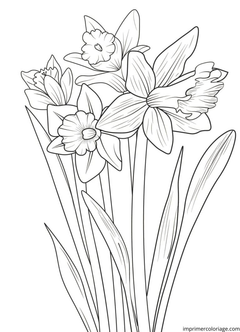 Coloriage de jonquilles jaunes - dessin gratuit &agrave; imprimer