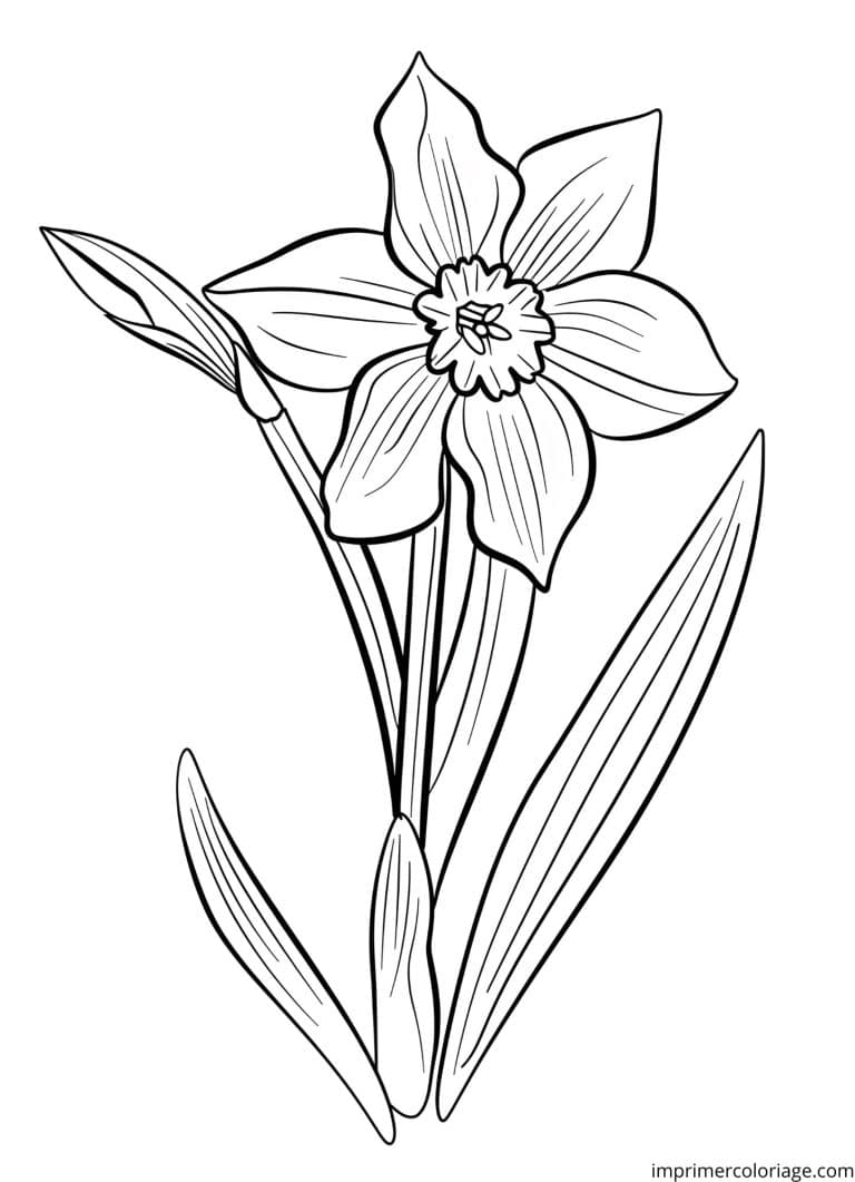 Coloriage d'une jolie jonquille - dessin gratuit &agrave; imprimer