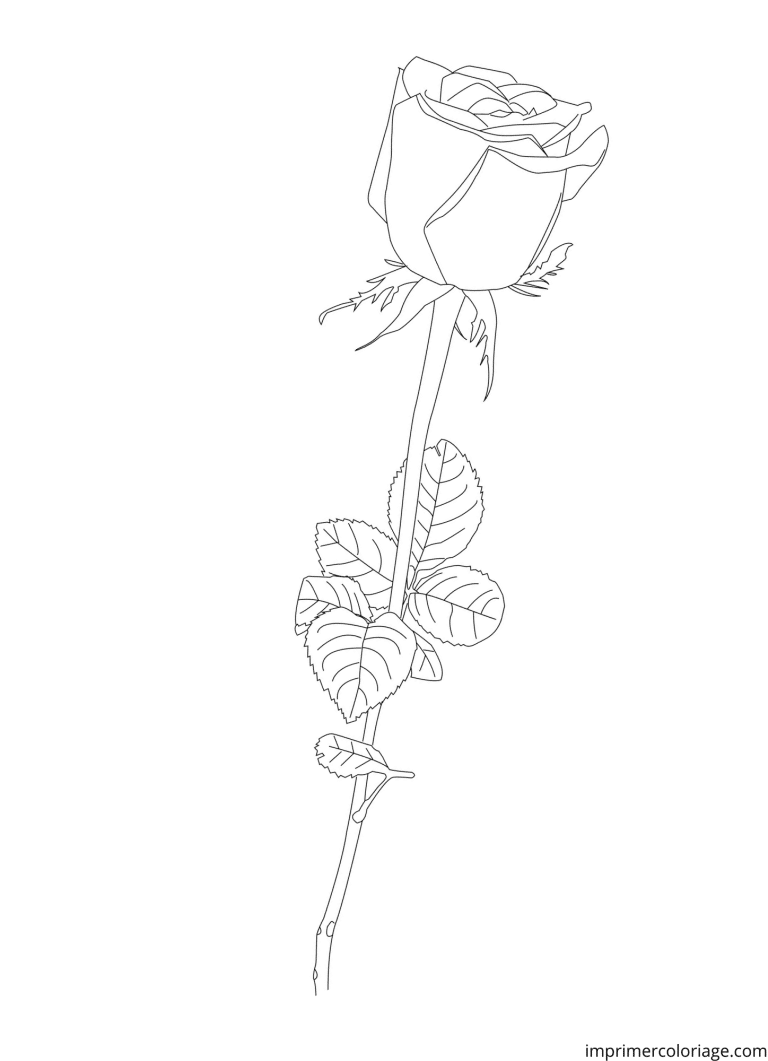 Coloriage d’une jolie rose à imprimer Coloriage d'une jolie rose - dessin gratuit à imprimer