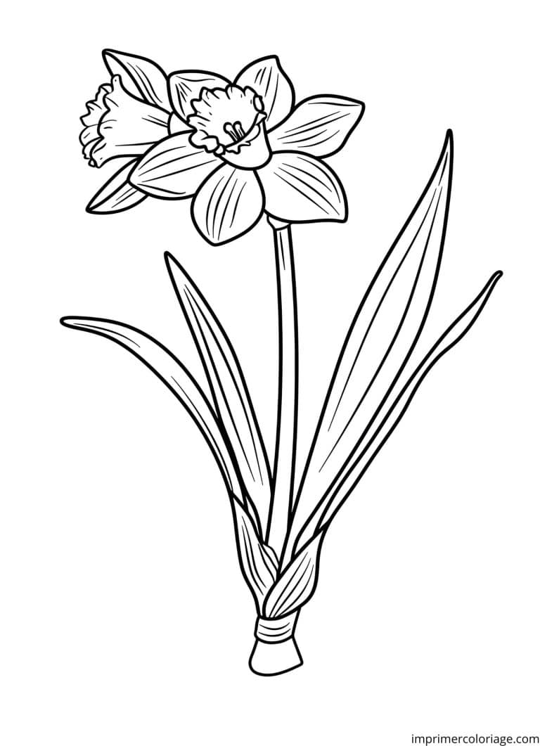Coloriage jonquiile printemps - dessin gratuit &agrave; imprimer