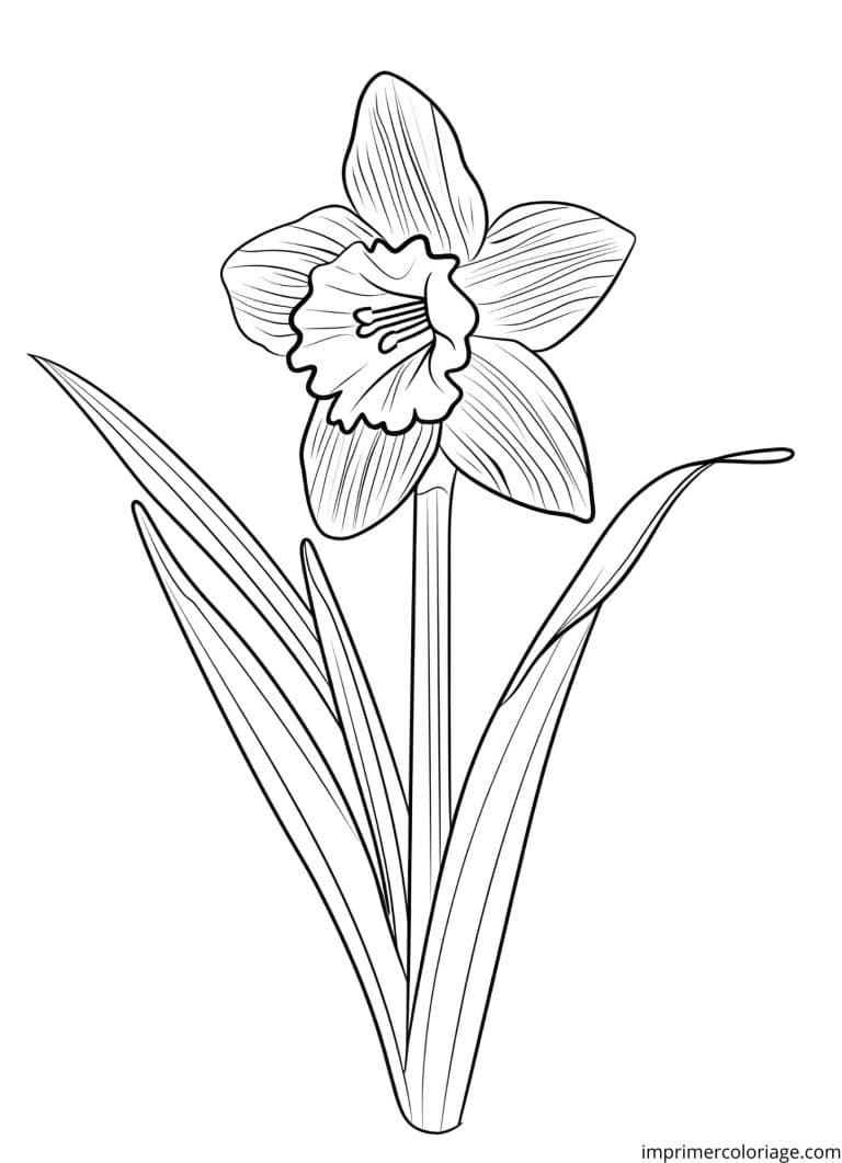 Coloriage jonquille a dessiner - dessin gratuit &agrave; imprimer