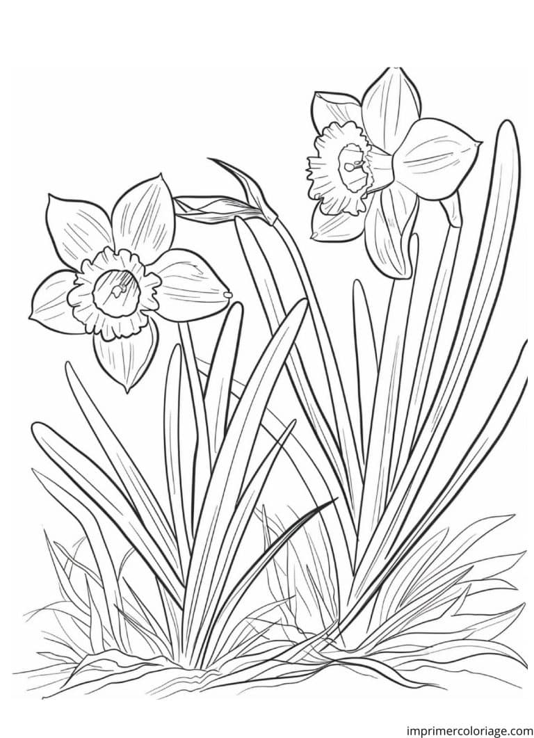 Coloriage jonquille en avril - dessin gratuit &agrave; imprimer