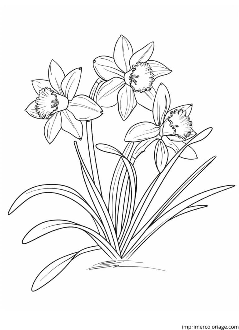 Coloriage jonquille en fleurs - dessin gratuit &agrave; imprimer