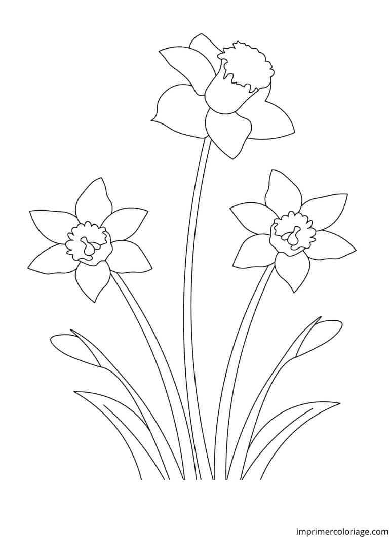 Coloriage jonquille facile - dessin gratuit &agrave; imprimer