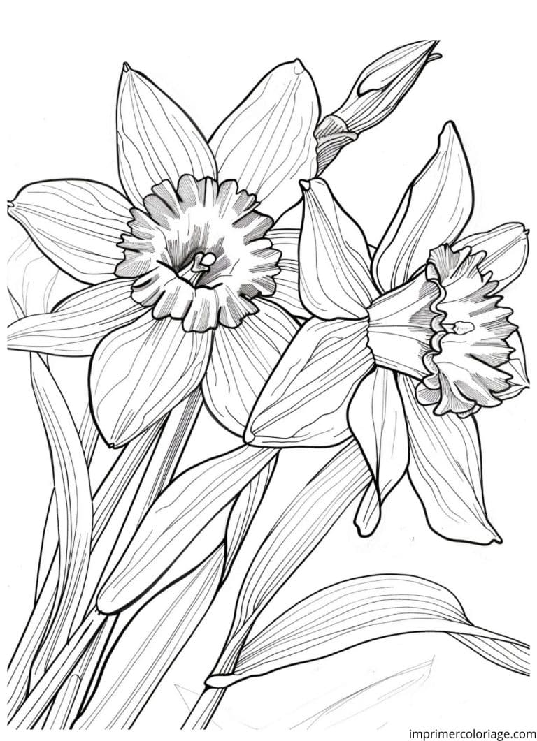 Coloriage jonquille ouverte - dessin gratuit &agrave; imprimer
