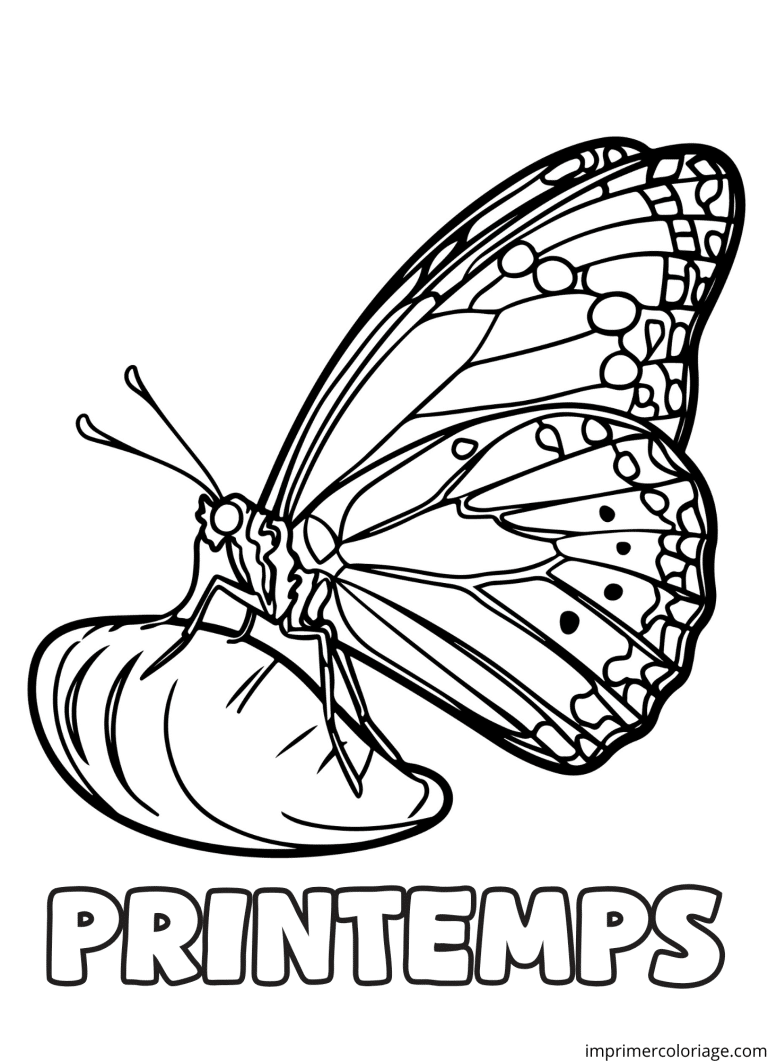 Coloriage papillon printemps - dessin gratuit &agrave; imprimer
