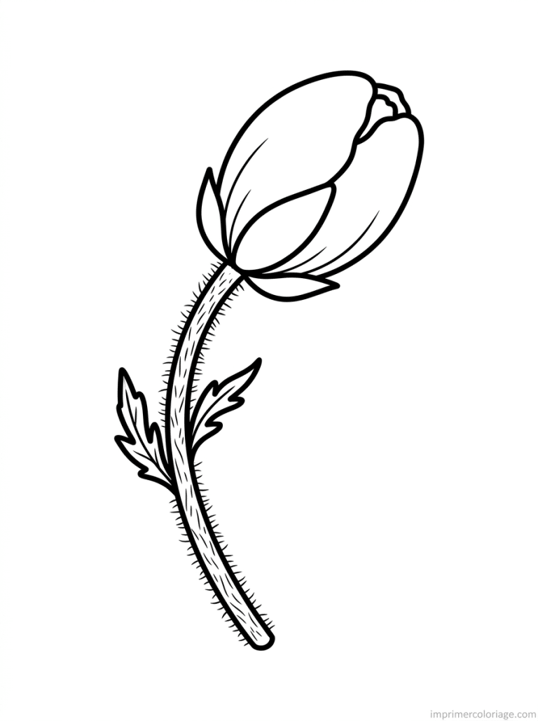 coloriage coquelicot bouton tige à imprimer coloriage coquelicot bouton tige - dessin gratuit à imprimer