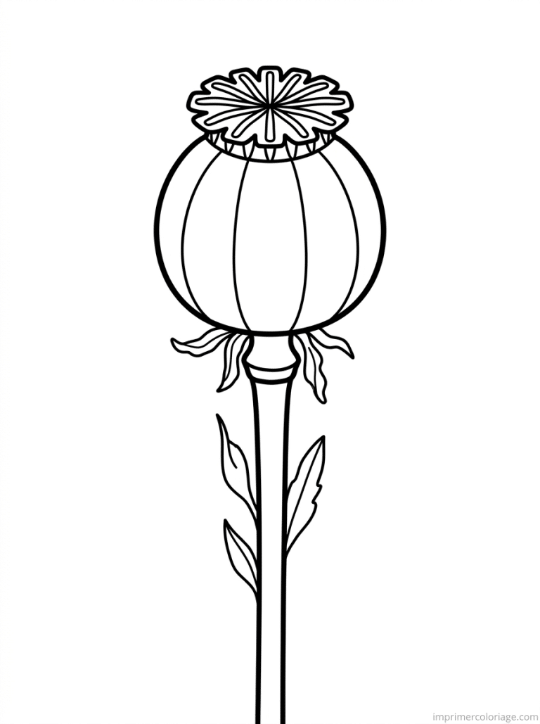 coloriage coquelicot capsule graine à imprimer coloriage coquelicot capsule graine - dessin gratuit à imprimer