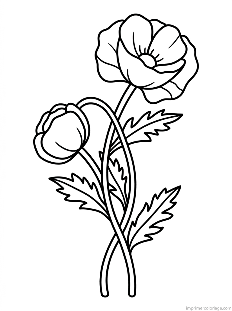 coloriage coquelicot deux entrelaces à imprimer coloriage coquelicot deux entrelaces - dessin gratuit à imprimer