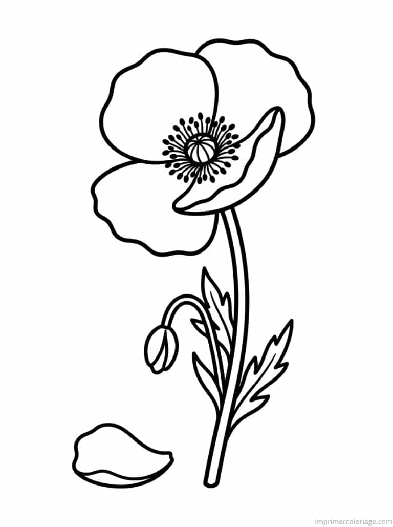 coloriage coquelicot petale tombe à imprimer coloriage coquelicot petale tombe - dessin gratuit à imprimer