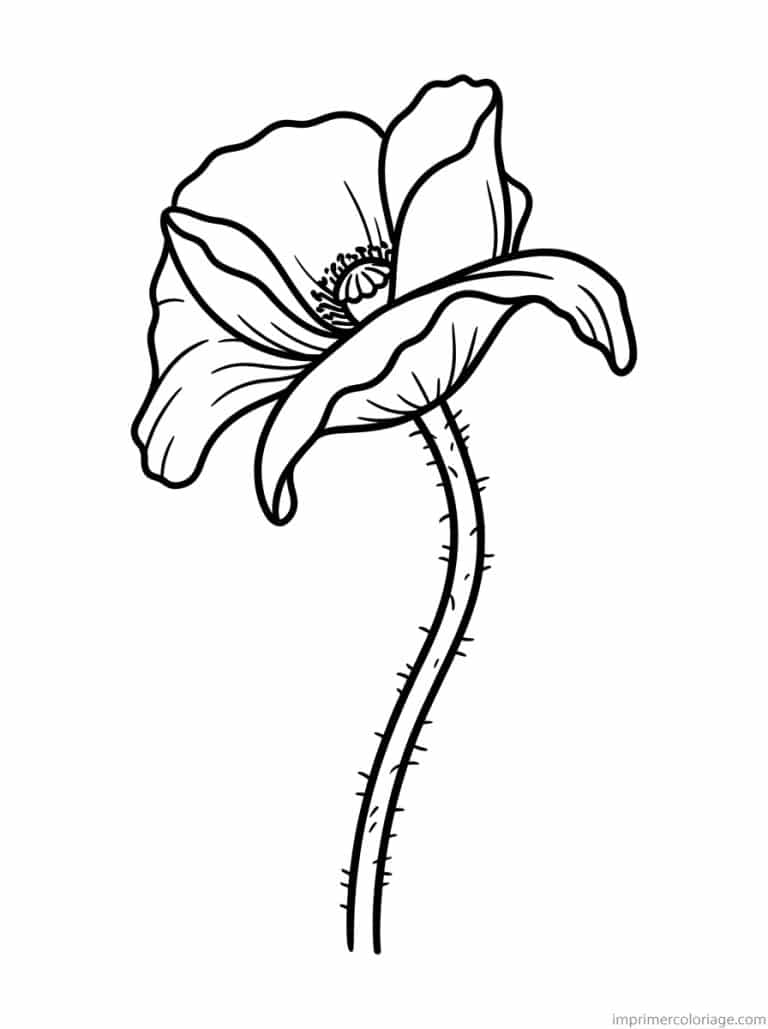 coloriage coquelicot profil naturel à imprimer coloriage coquelicot profil naturel - dessin gratuit à imprimer