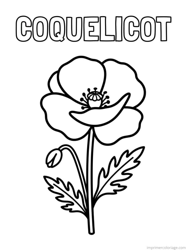 coloriage coquelicot titre haut à imprimer coloriage coquelicot titre haut - dessin gratuit à imprimer