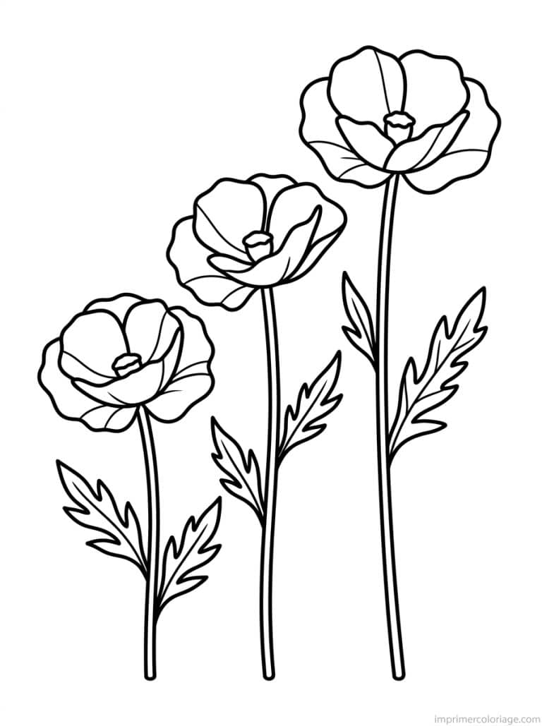 coloriage coquelicot trois tiges à imprimer coloriage coquelicot trois tiges - dessin gratuit à imprimer