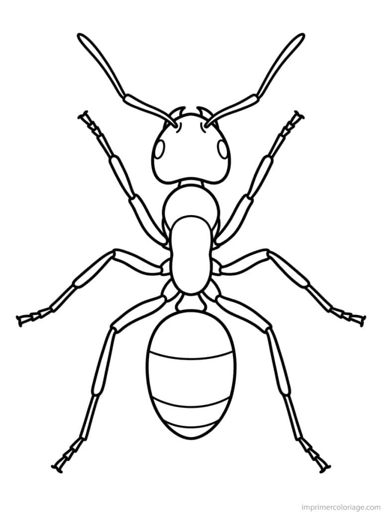coloriage fourmi dessus symetrique - dessin gratuit &agrave; imprimer