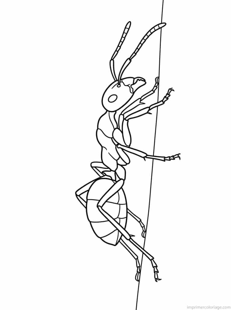 coloriage fourmi grimpe vertical - dessin gratuit &agrave; imprimer