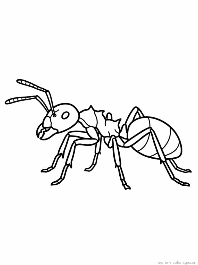 coloriage fourmi profil segments - dessin gratuit &agrave; imprimer
