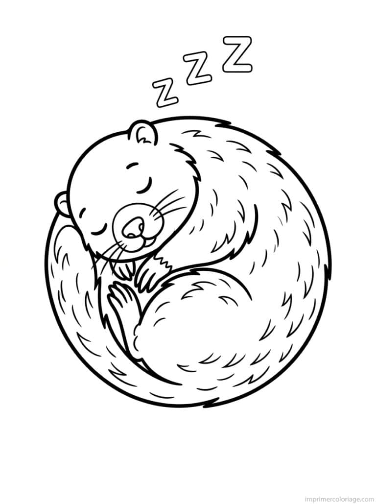 coloriage marmotte hiberne boule - dessin gratuit &agrave; imprimer
