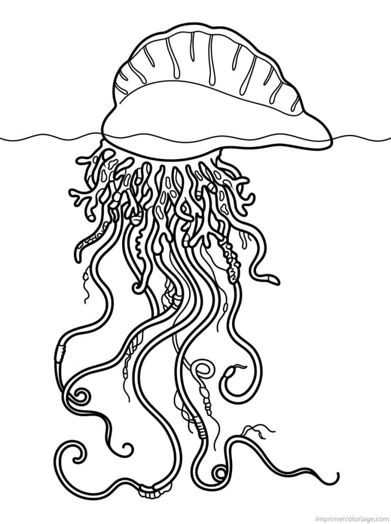 coloriage meduse galere voile tentacules - dessin gratuit &agrave; imprimer